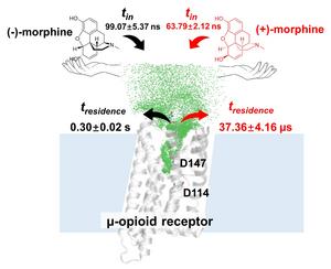 Kinetic analysis of morphine enantiomers binding to MOR.