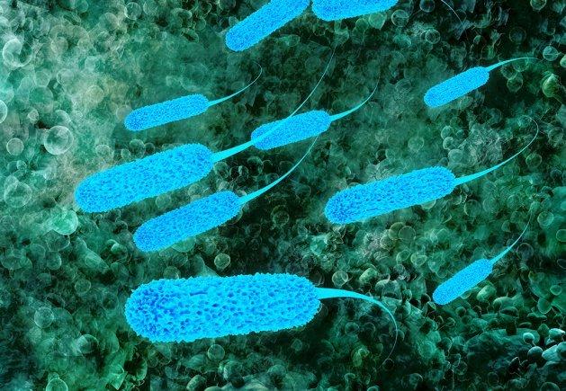 <I>Escherichia coli</I>