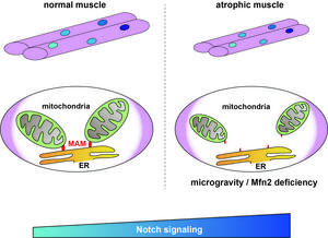 MAM and Notch signal expression levels during muscle atrophy