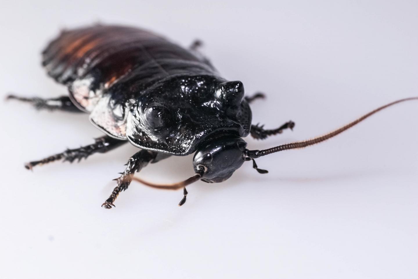 Male wide-horned hissing cockroach