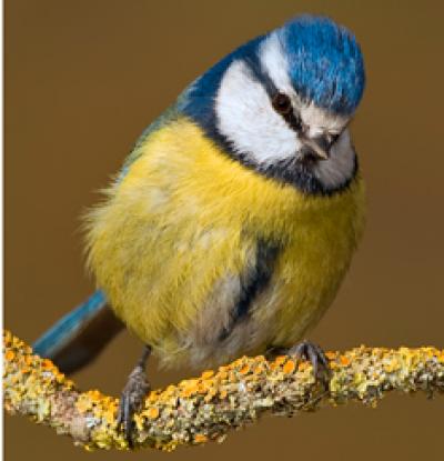 Male Blue Tit Showing His Spring Feather Coloration