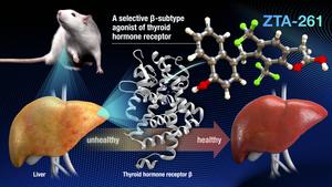 ZTA-261, a highly selective and less toxic THRβ agonist, is a promising candidate to improve lipid metabolism