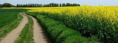 The Genome of the Canola Oil Plant (3 of 6)