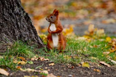 Red Squirrel