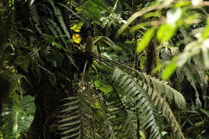 Z. pseudoparasitica cones