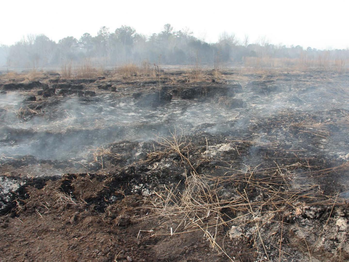 Smoldering Peatland Fire