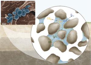 Bacterial colony and root: influence on CO2 release in soil