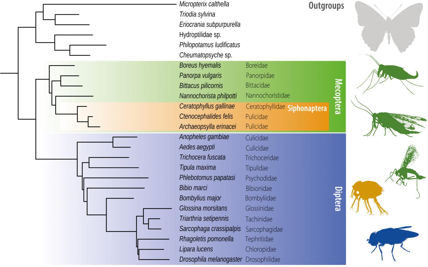 Results Showing the Fleas (Siphonaptera), Nested within the Scorpionflies (Mecoptera)