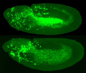 Immune cell invasion