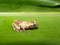 A tree frog from Madagascar (Platypelis pollicaris), a species impacted by recent climate change.