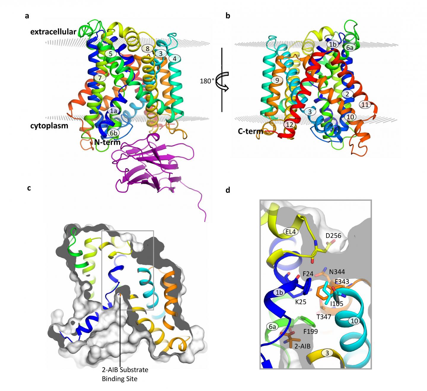 Structure of the BasC Transporter (1 of 2)