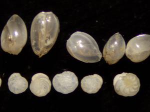 Foraminifera shells accumulated within each layer of sediment, preserving important chemical signatures.