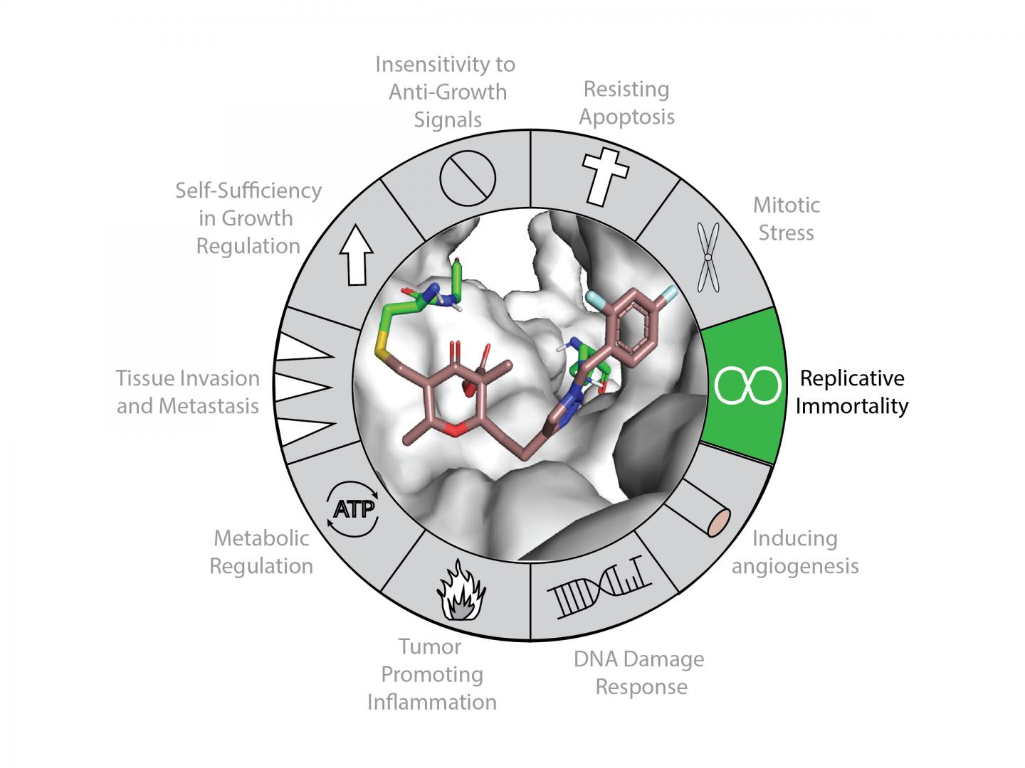 Telomerase