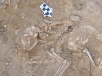 Several Cats Buried in a 6,000-Year-Old Pit in Hierakonpolis, Egypt