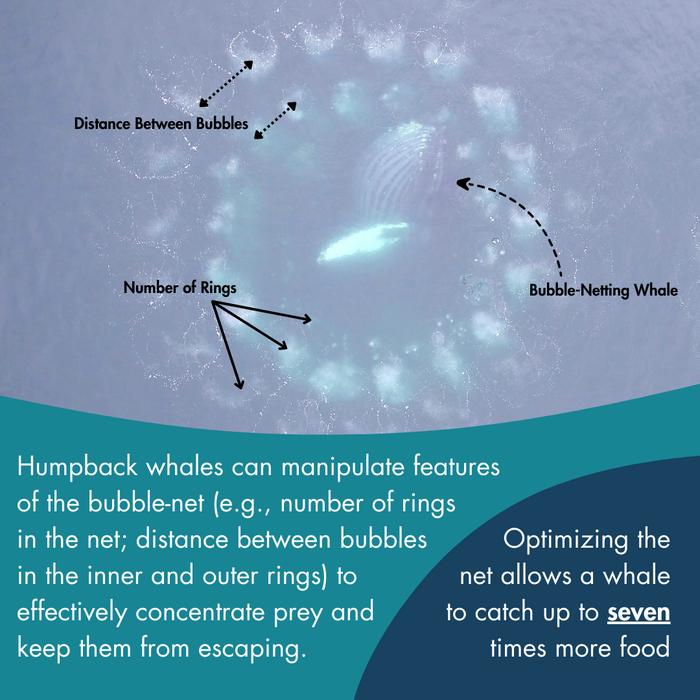 Infographic of bubble-net