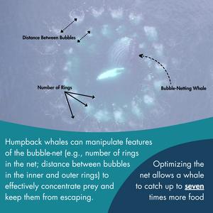 Infographic of bubble-net