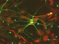 Neurons and Astrocytes: the Plot Thickens