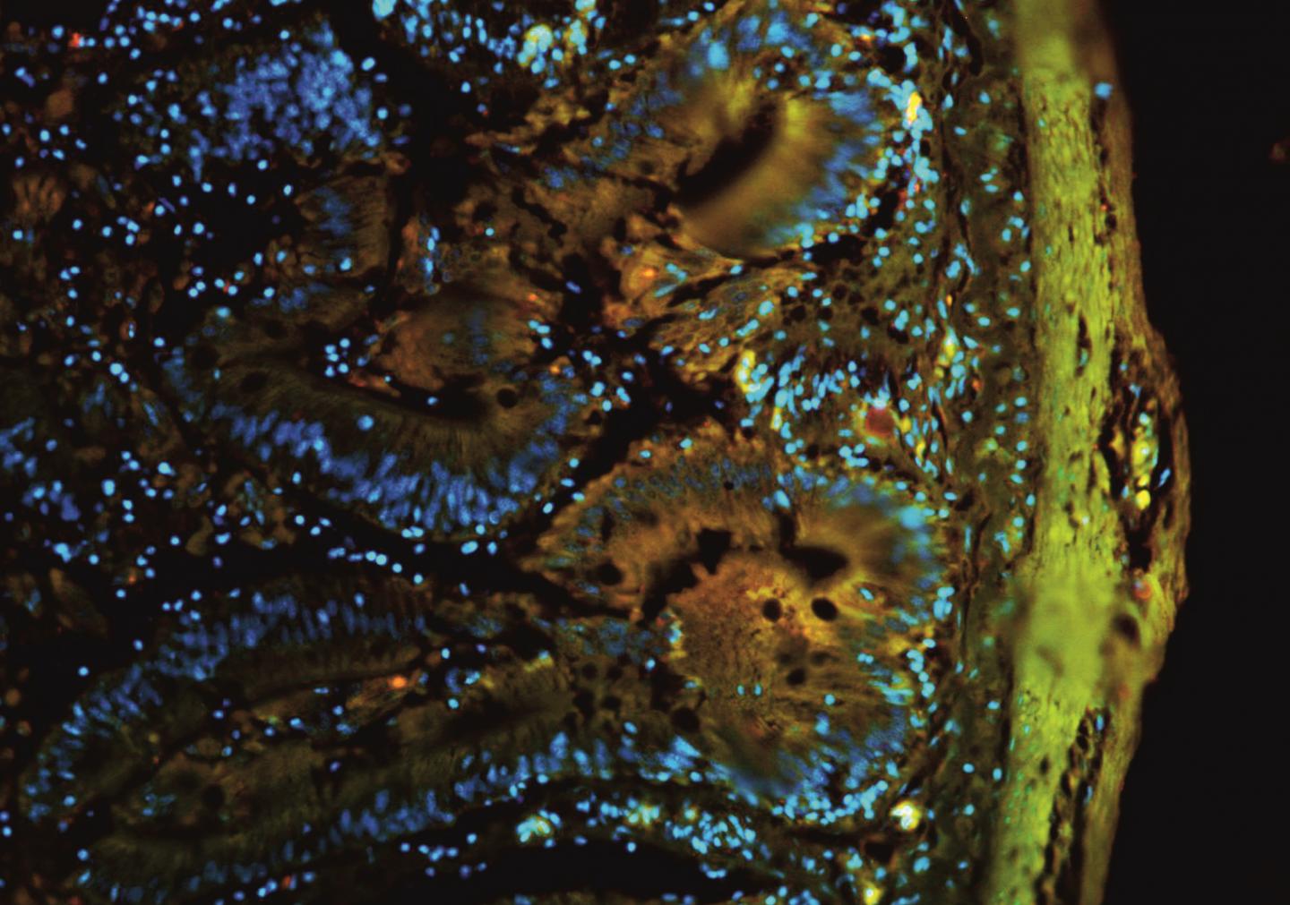 Immunofluorescence of Fish Intestine Organoid