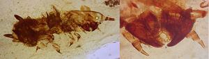 Isolated moult of a feather-feeding beetle larva found in Spanish amber