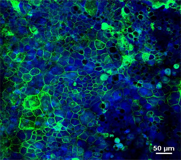 Opened organoid