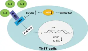 m6A mRNA modification governs Th17 cells function