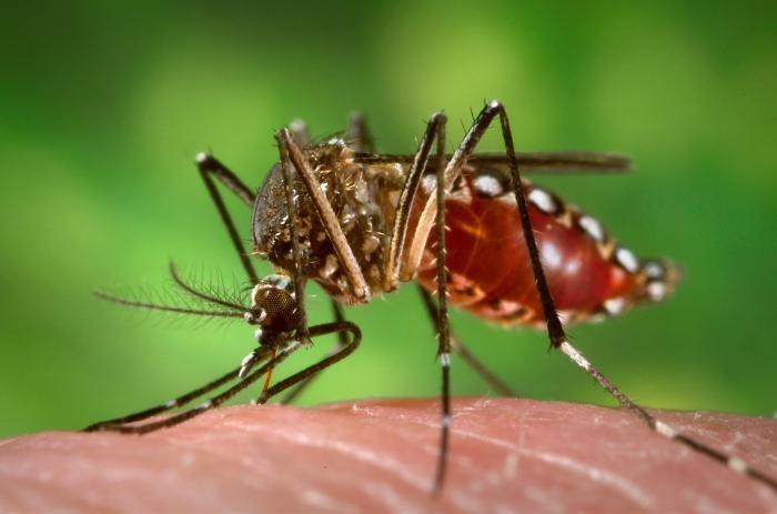 Some Veterans at Higher Risk of Zika Complications