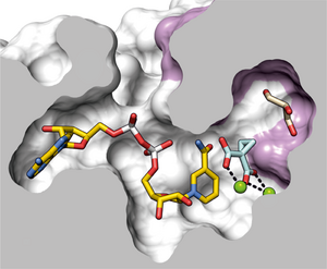 Active centre of the enzyme BurG