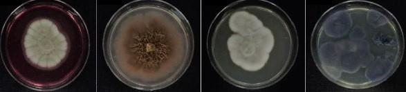 Antarctic Fungi