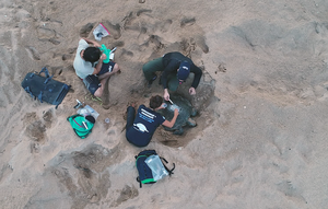 The research team preparing to tag a green turtle