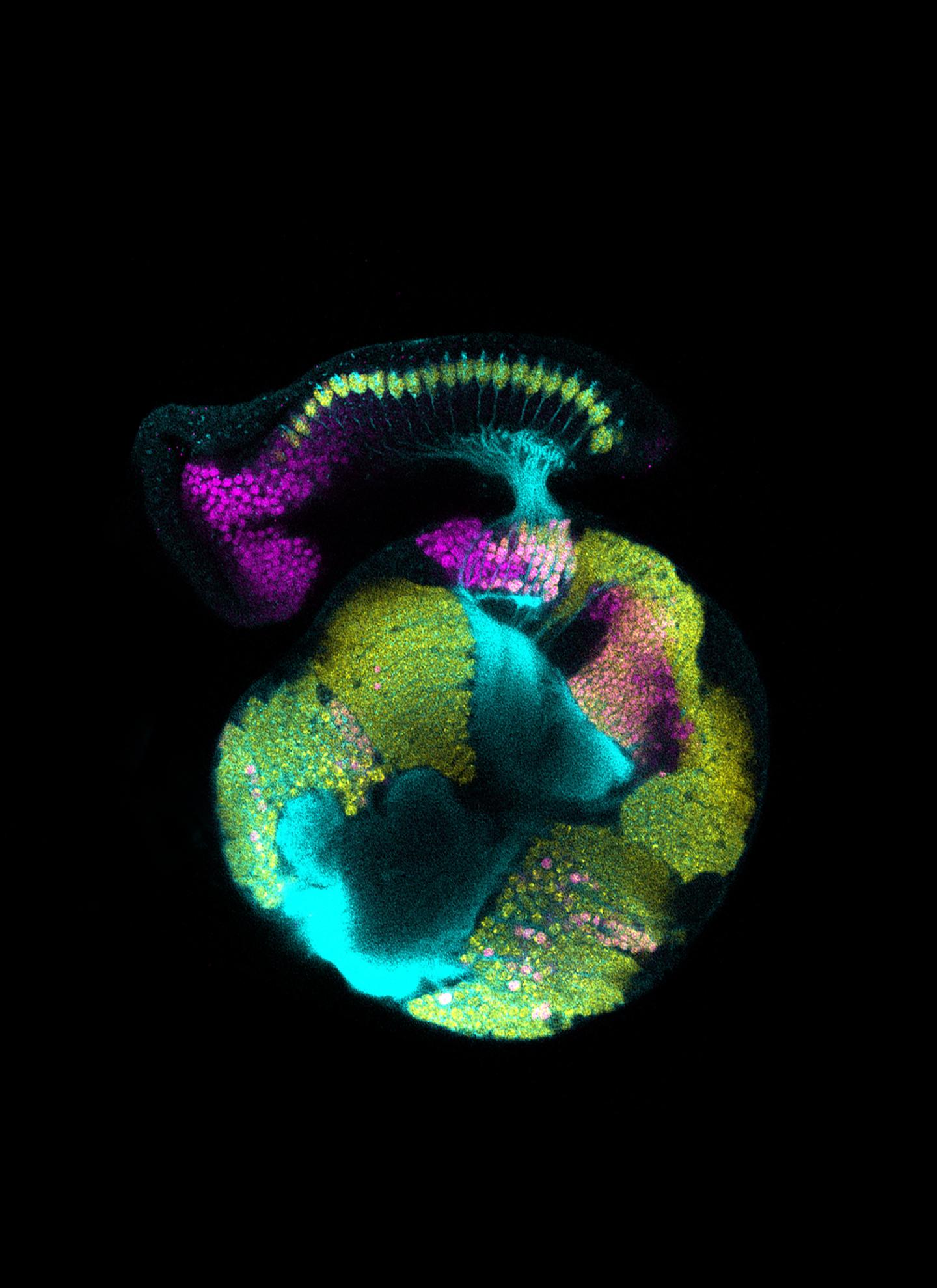 A Developing Visual System