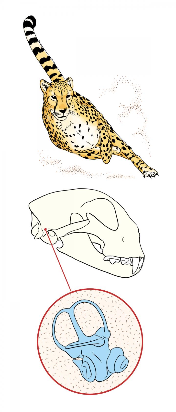 Cheetah Inner Ear