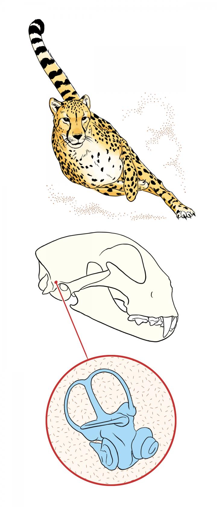 Cheetahs' inner ear is one-of-a-kind, vital t