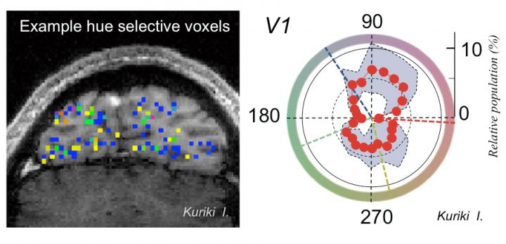 Human Visual Cortex Holds Neurons that Selectively Respond to Intermediate Colors