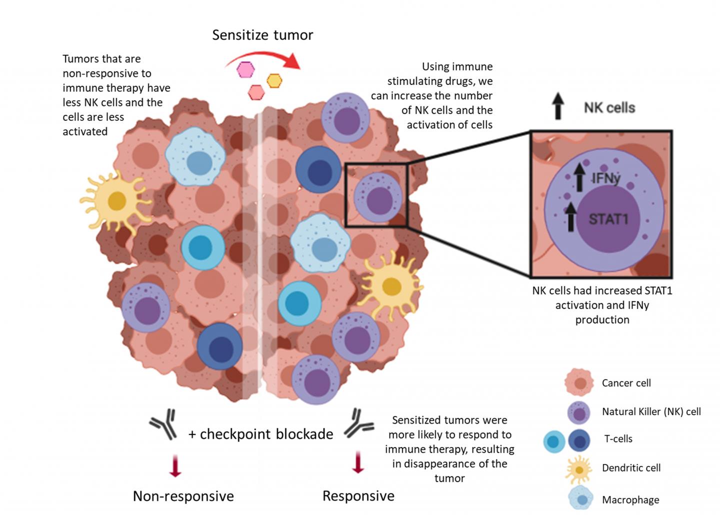 Reaching a New Checkpoint in Immunotherapy Treatment (1 of 1)