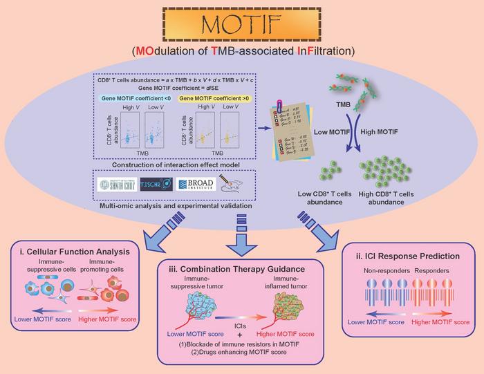 Graphic abstract of MOTIF