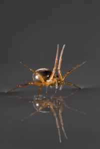 Linyphiid Spider Sailing Using Legs