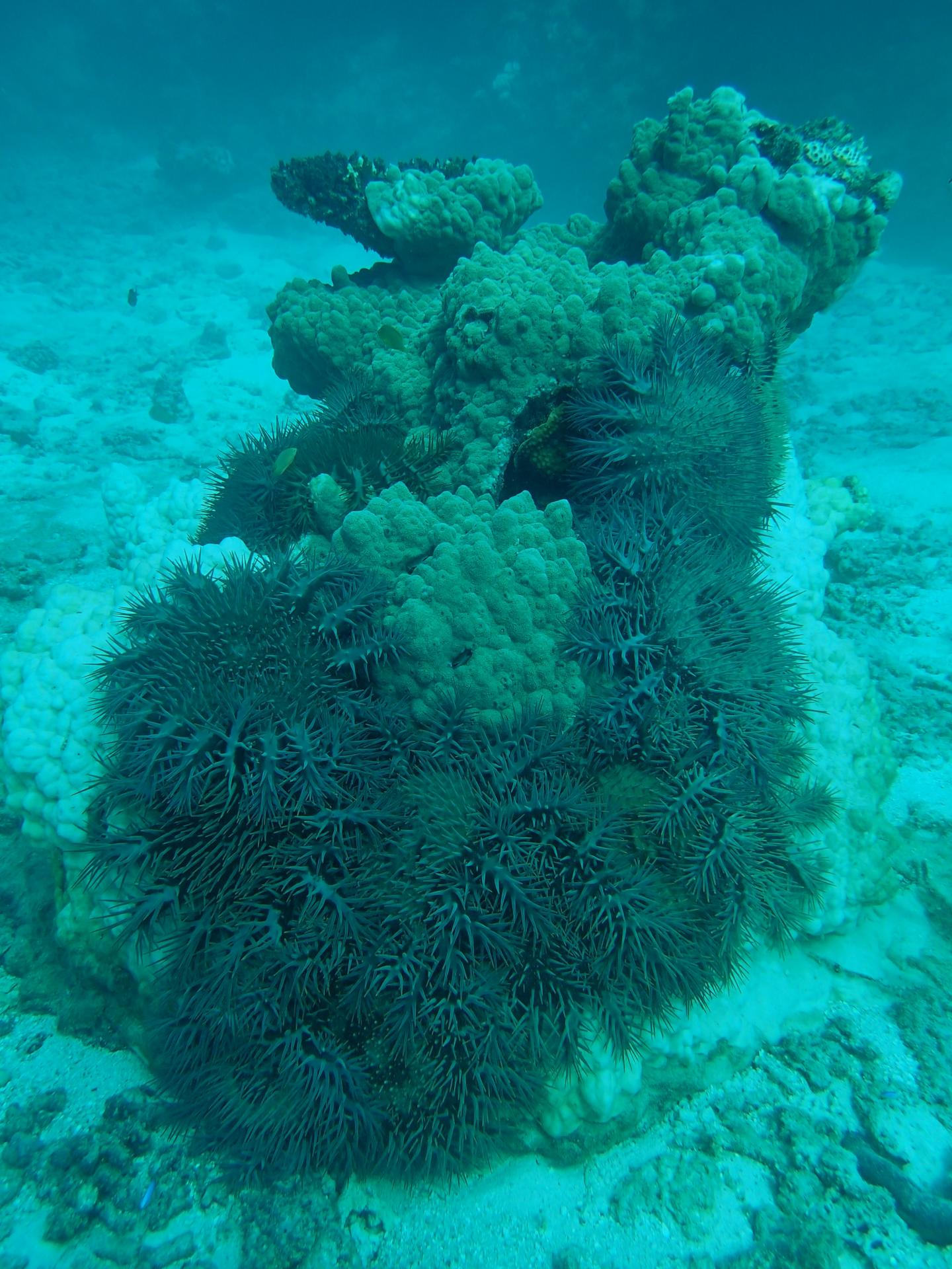 Crown-Of-Thorns Starfish Clustered on a Coral Outcrop on the Great Barrier Reef