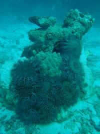 Crown-Of-Thorns Starfish Clustered on a Coral Outcrop on the Great Barrier Reef