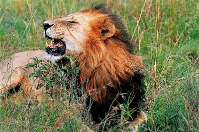 Profusely Maned High-plains Lion