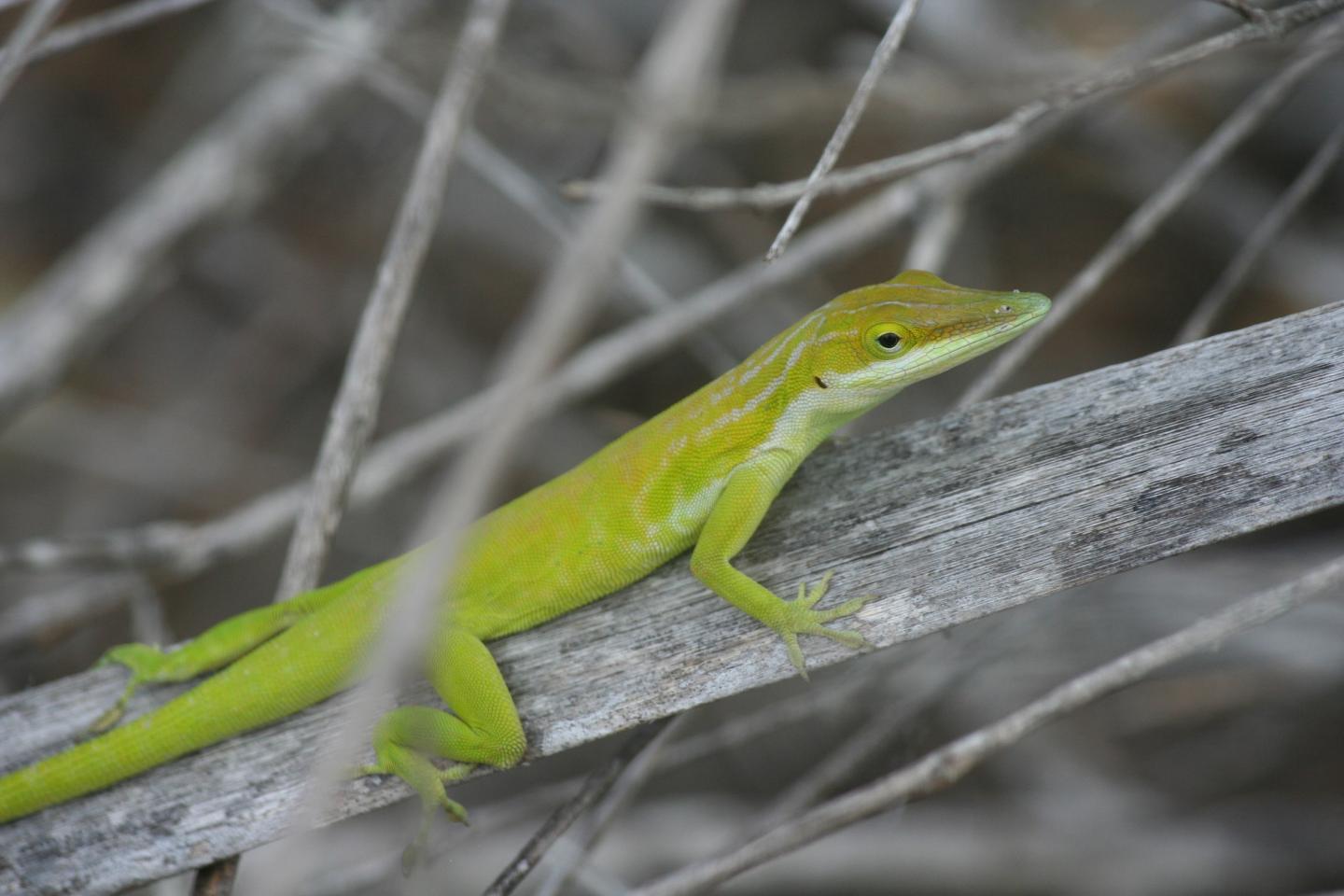 Maynard's Anole