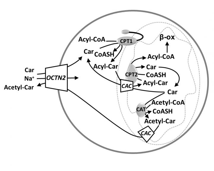 OCTN: A Small Transporter Subfamily with Great Relevance to Human Pathophysiology, Drug Discovery and Diagnostics