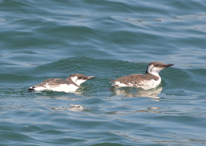 UCSC Scientists Find Microplastics in Monterey Bay Water, Anchovies, and Seabirds