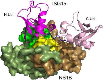 3-D Structure of Influenza B Virus Protein Binding Human ISG15 Infection-fighting Protein