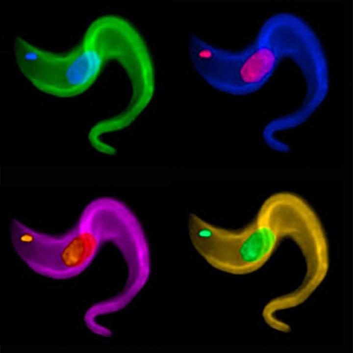 Trypanosomes Evade Detection by Swapping Coat Proteins Through Chromosomal Rearrangement