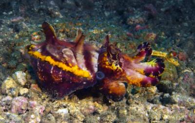 Flamboyant Cuttlefish