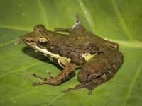 A Madagascar frog (Mantidactylus femoralis) less impacted by climate change than other surveyed species.