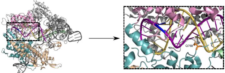 New Cas9 variant makes genome editing even more precise