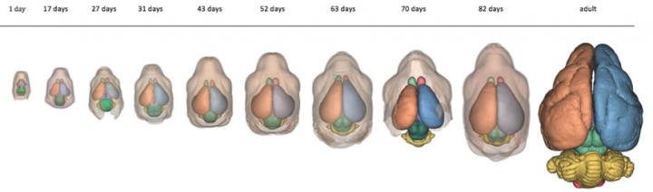 Mammalian Brain Growth Timeline