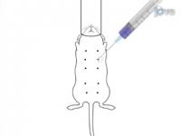 Intraductal Injection for Localized Drug Delivery to the Mouse Mammary Gland