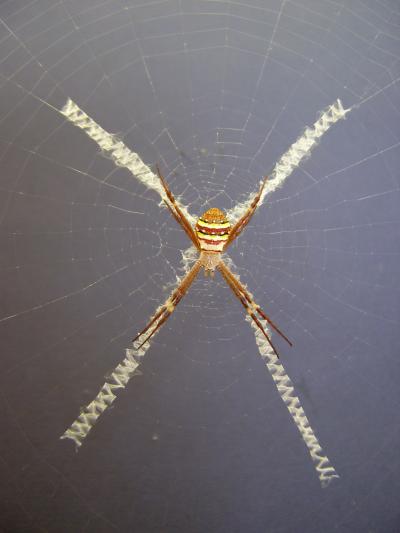 <I>Argiope Keyserlingi</I>